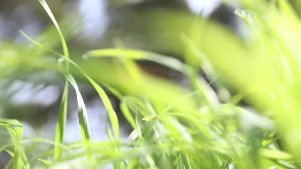 Closeup των νωπών πράσινο γρασίδι καλλιέργεια, έννοια της φύσης, οικολογικό σύστημα, φιλικό προς το περιβάλλον — Αρχείο Βίντεο