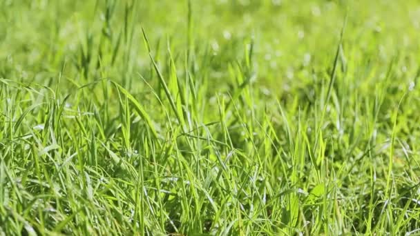 Closeup of fresh green grass growing, nature concept, eco system, environment friendly — Stock Video