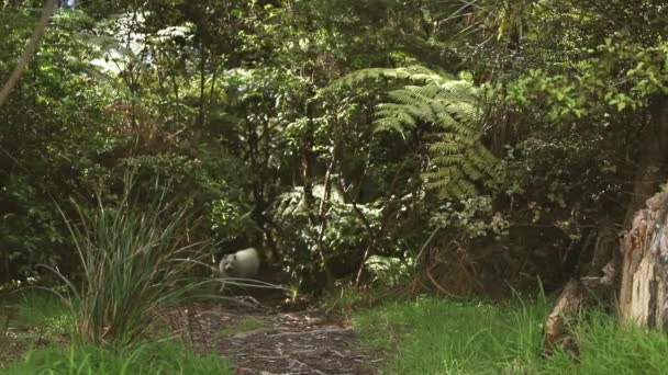 자연적 인 배경에 하얀 개가 있는 야외 사진, 산책을 하며 행복 한 일본의 건강 한 강아지 — 비디오