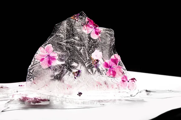 Fleurs Roses Fraîches Brillantes Gelées Dans Glace Sur Fond Noir — Photo