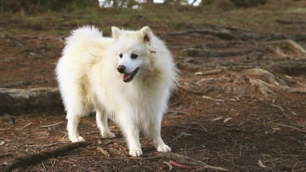 Odkryty portret białego psa na naturalnym tle, szczęśliwy zdrowy japoński szczeniak spitz na spacerze — Wideo stockowe