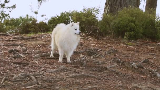Υπαίθριο πορτρέτο του λευκού σκύλου σε φυσικό υπόβαθρο, ευτυχισμένη υγιή ιαπωνική κουτάβι σπιτζ σε μια βόλτα — Αρχείο Βίντεο