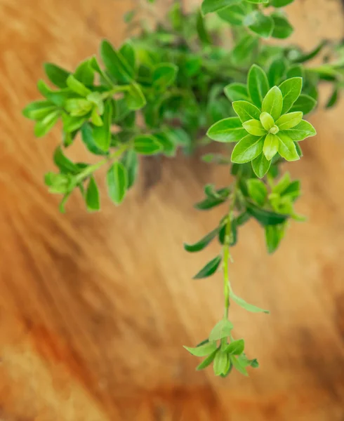 Plante Verte Sur Fond Bois Concept Jardinage Agriculture Éco Nouvelle — Photo