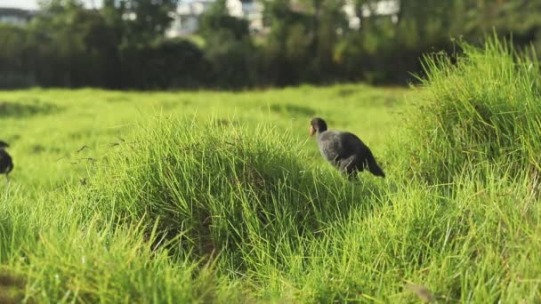 Pukeko-Vogel im grünen Gras, wilder Neuseeland-Sumpf oder Wasservogel auf natürlichem Hintergrund — Stockvideo
