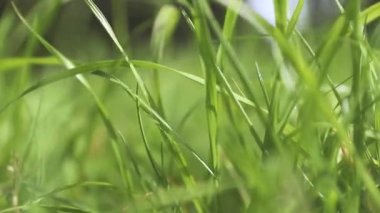 Taze yeşil çimenlerin büyümesi, doğa konsepti, eko sistemi, çevre dostu