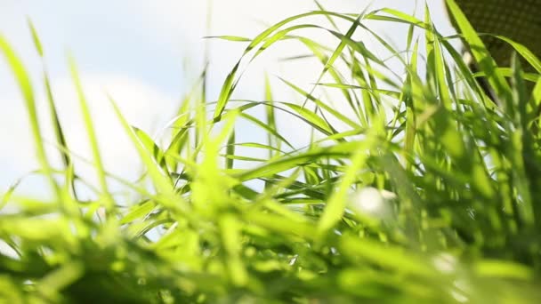 Closeup του ανθρώπινου ποδιού αναβάθμιση πάνω από φρέσκο πράσινο γρασίδι καλλιέργεια, έννοια της φύσης, οικολογικό σύστημα, το περιβάλλον — Αρχείο Βίντεο