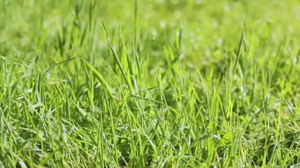 Крупним планом свіжа зелена трава, концепція природи, екосистема, екологічно чиста — стокове відео