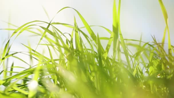 Closeup rumput hijau segar tumbuh, konsep alam, sistem eko, lingkungan ramah — Stok Video