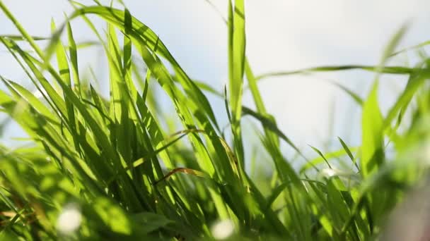 Gros plan de culture d'herbe verte fraîche, concept de nature, écosystème, respectueux de l'environnement — Video