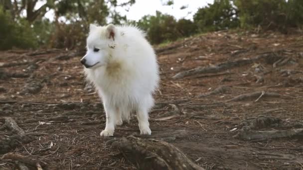Ritratto all'aperto di cane bianco su sfondo naturale, felice sano giapponese spitz cucciolo su una passeggiata — Video Stock