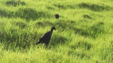 Yeşil çimenlikteki pukeko kuşu, Yeni Zelanda bataklığı ya da doğal arka plandaki su kuşu