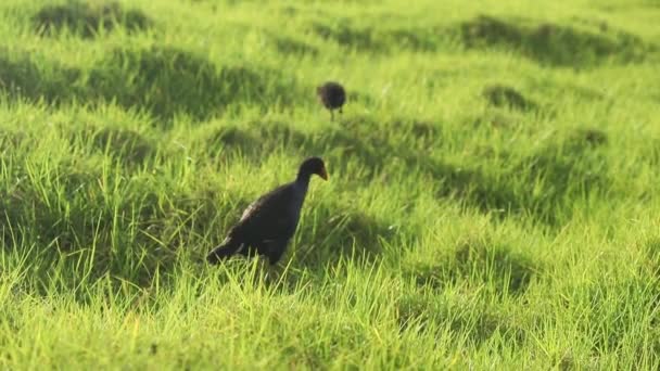 Pukeko vogel in groen gras, wild nieuw zeeland moeras of water vogel op natuurlijke achtergrond — Stockvideo