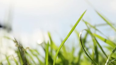 Taze yeşil çimenlerin büyümesi, doğa konsepti, eko sistemi, çevre dostu