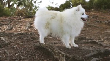 Doğal arka planda beyaz köpeğin açık hava portresi. Yürüyüşe çıkmış sağlıklı Japon köpek yavrusu.