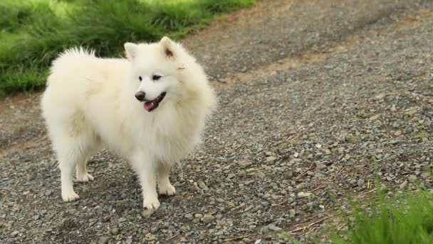 Doğal arka planda beyaz köpeğin açık hava portresi. Yürüyüşe çıkmış sağlıklı Japon köpek yavrusu. — Stok video
