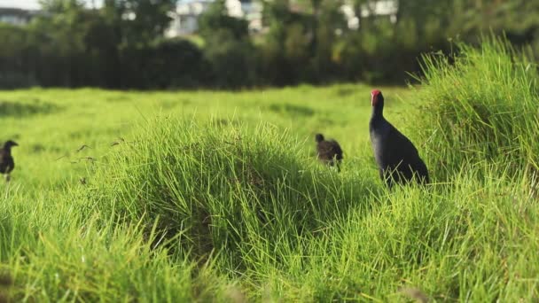 Pukeko vogel in groen gras, wild nieuw zeeland moeras of water vogel op natuurlijke achtergrond — Stockvideo