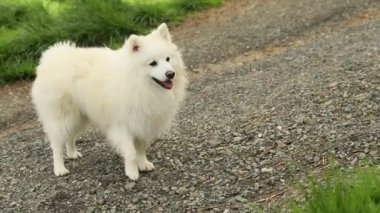 Doğal arka planda beyaz köpeğin açık hava portresi. Yürüyüşe çıkmış sağlıklı Japon köpek yavrusu.