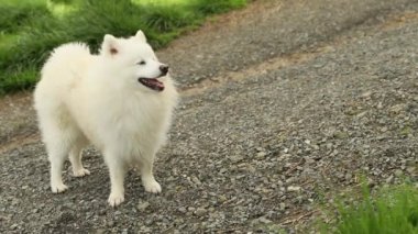 Doğal arka planda beyaz köpeğin açık hava portresi. Yürüyüşe çıkmış sağlıklı Japon köpek yavrusu.