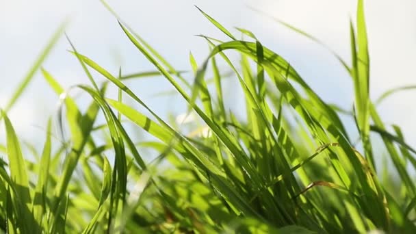 Primer plano del cultivo de hierba verde fresca, concepto de la naturaleza, ecosistema, respetuoso del medio ambiente — Vídeo de stock