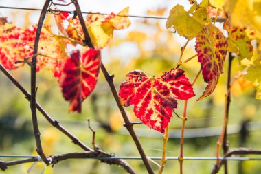 Martinbourough Yeni Zelanda 'da bir üzüm bağında parlak güneşli bir üzüm, bir şaraphane.