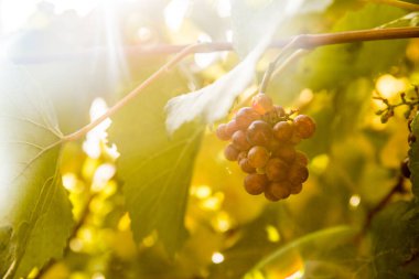 Martinbourough Yeni Zelanda 'da bir üzüm bağında parlak güneşli bir üzüm, bir şaraphane.