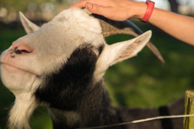 Çocuklar çiftlikte ya da çimenlikte, kırsalda ya da köyde keçi besliyor. Hayvanat bahçesiyle ya da çevreyle temas kuruyor.