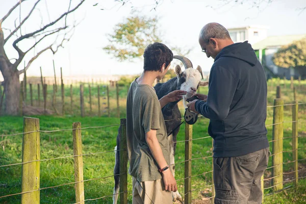 Kids feeding a goat on green grass in a farmyard or on a lawn, countryside or village environment, contact zoo or wildlife enclose — 图库照片