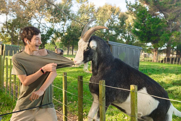 Kids feeding a goat on green grass in a farmyard or on a lawn, countryside or village environment, contact zoo or wildlife enclose — 图库照片