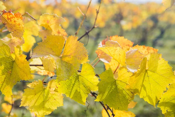 Martinbourough Yeni Zelanda 'da bir üzüm bağında parlak güneşli bir üzüm, bir şaraphane.