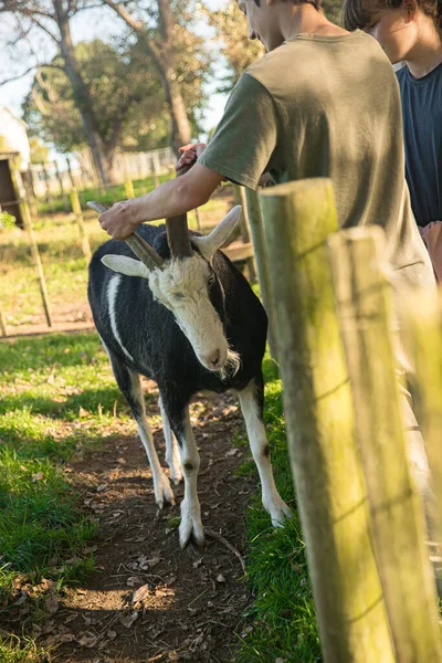 Crianças alimentando uma cabra em grama verde em um quintal ou em um gramado, campo ou ambiente de aldeia, zoológico de contato ou vida selvagem encerrar — Fotografia de Stock