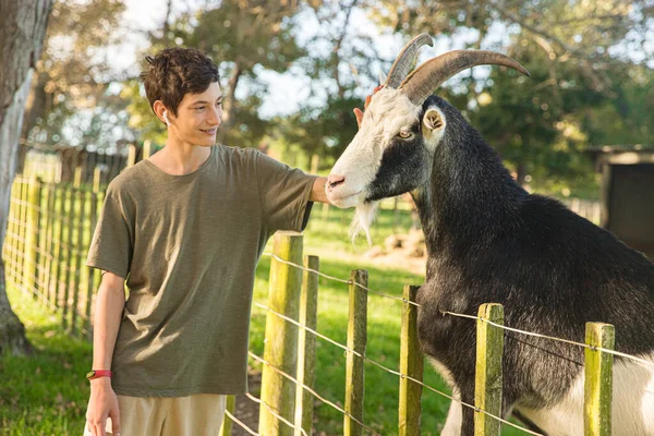 Kids feeding a goat on green grass in a farmyard or on a lawn, countryside or village environment, contact zoo or wildlife enclose — Stock Photo, Image
