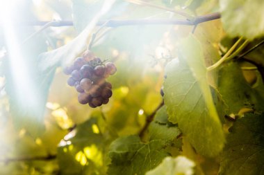 Martinbourough Yeni Zelanda 'da bir üzüm bağında parlak güneşli bir üzüm, bir şaraphane.