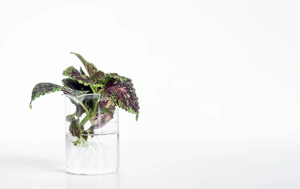 Haus Zimmerpflanzenstrauch Einer Glasvase Isoliert Über Weißem Hintergrund Minimalistisches Design — Stockfoto