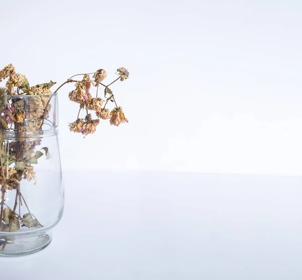 Dried Preserved Plant Grass Vase Isolated Grey Background Minimalism Design — Stock Photo, Image
