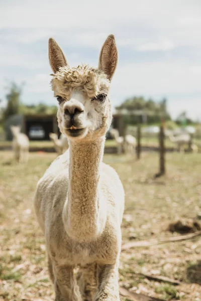 자연적 배경의 알파카 농장의 가축화 동물귀엽고 털실로 사용되는 곱슬머리의 우스꽝 — 스톡 사진