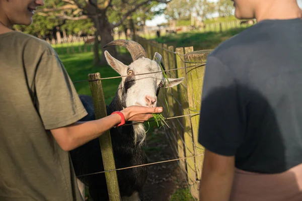 Kids Feeding Goat Green Grass Farmyard Lawn Countryside Village Environment — Stock Photo, Image