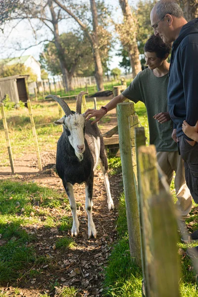 Crianças Alimentando Uma Cabra Grama Verde Quintal Gramado Campo Ambiente — Fotografia de Stock