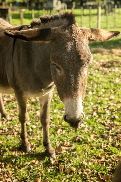 Brown Donkey Green Grass Farm Zoo Countryside Farm Environment High —  Fotos de Stock