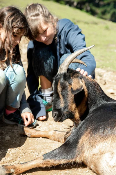 Kids Feeding Goat Green Grass Farmyard Lawn Countryside Village Environment — Stock Photo, Image
