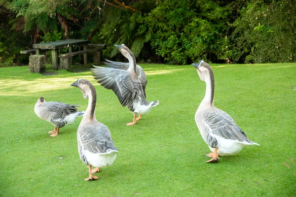 Grey Geese Green Grass Farmyard Lawn Countryside Village Environment High — Stok fotoğraf