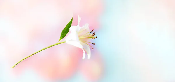 Красивый Свежий Цветок Лилии Мягком Размытом Фоне Местом Текста Баннер — стоковое фото