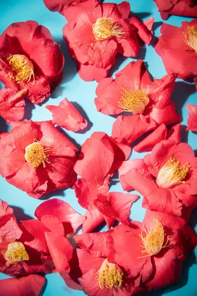 Beautiful Fresh Red Flowers Bright Blue Background Pattern Gift Invitation — Fotografia de Stock
