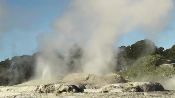 Pui Pohuta Gejzír Rotorua Zéland Geotermikus Vulkanikus Parkban Kiváló Minőségű — Stock videók