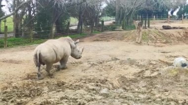 Gergedanlar hayvanat bahçesi parkında ya da ulusal rezervlerde doğal arka planda. Yüksek kaliteli video