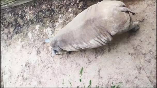 코뿔소는 동물원 공원이나 구역의 배경에 고품질 비디오 — 비디오