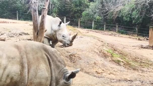 Rhinos บนพ นหล งธรรมชาต ในสวนส ารองแห งชาต โอค ณภาพส — วีดีโอสต็อก