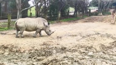 Gergedanlar hayvanat bahçesi parkında ya da ulusal rezervlerde doğal arka planda. Yüksek kaliteli video