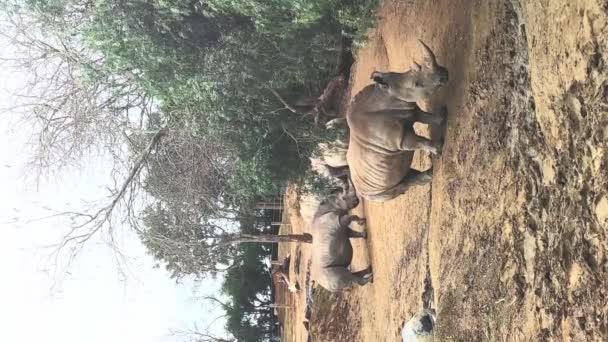 Nosorožci Přírodním Pozadí Zoo Parku Nebo Národní Rezervace Vysoce Kvalitní — Stock video