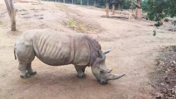 Rhinos Natural Background Zoo Park National Reserve High Quality Video — Stock Video