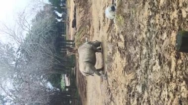 Gergedanlar hayvanat bahçesi parkında ya da ulusal rezervlerde doğal arka planda. Yüksek kaliteli video